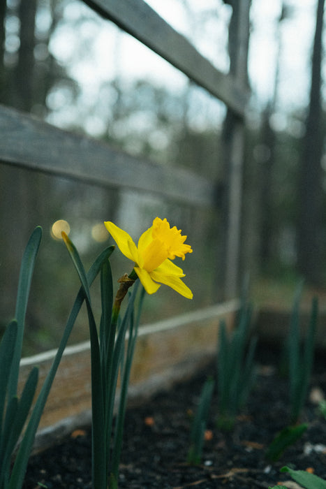 Daffodil Flower Gem